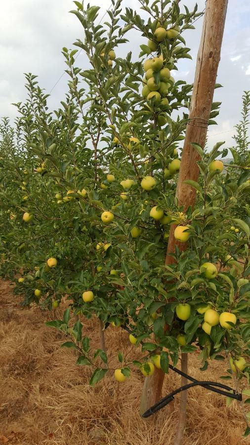 Quinta Do Acipreste Lamego Ngoại thất bức ảnh