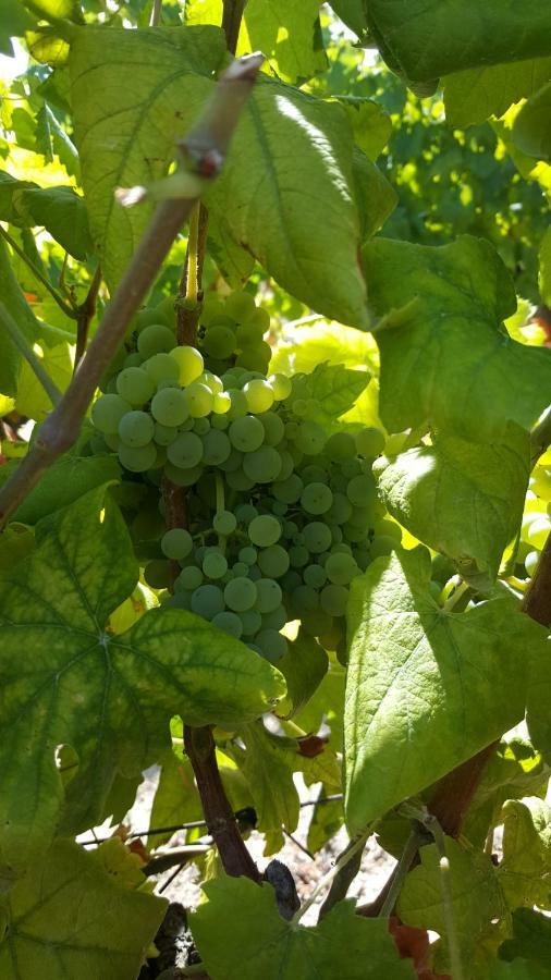 Quinta Do Acipreste Lamego Ngoại thất bức ảnh