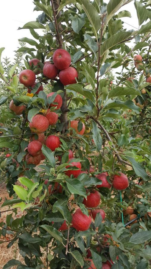 Quinta Do Acipreste Lamego Ngoại thất bức ảnh